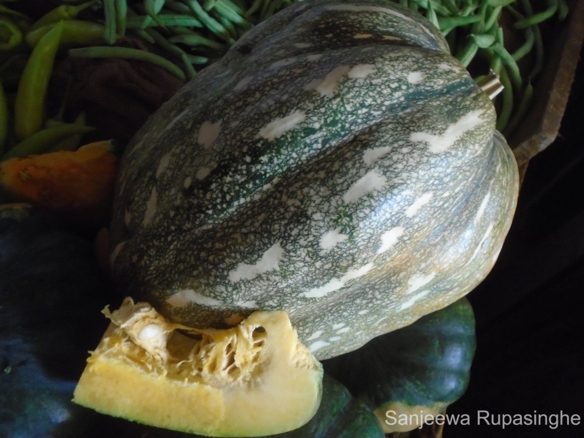 Cucurbita maxima Duchesne